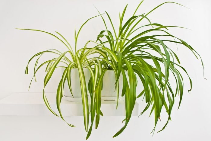 An Elegant Green Pot Plant As Room Decoration Against White Wall. Spider Plant Or Chlorophytum Comosum