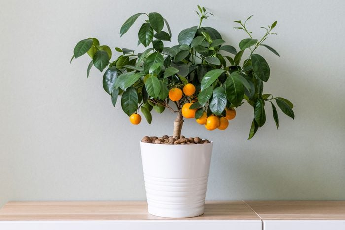 Small Tangerine Tree With Plenty Of Ripe Fruits In Home Interior.