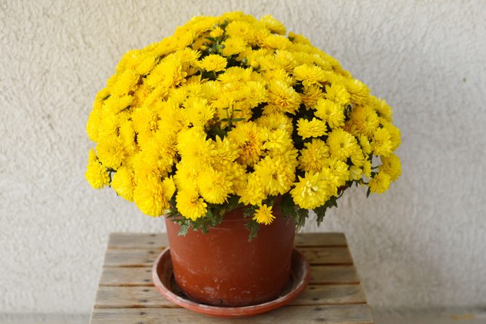 Yellow Chrysanthemum In Blossom Growing In The Pot