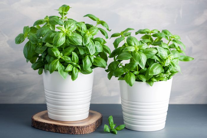 Fresh Basil Herb Plant In Pot