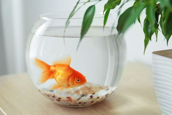 Beautiful Bright Small Goldfish In Round Glass Aquarium On Wooden Table Indoors