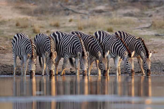 Zebras drinking Water from Lake