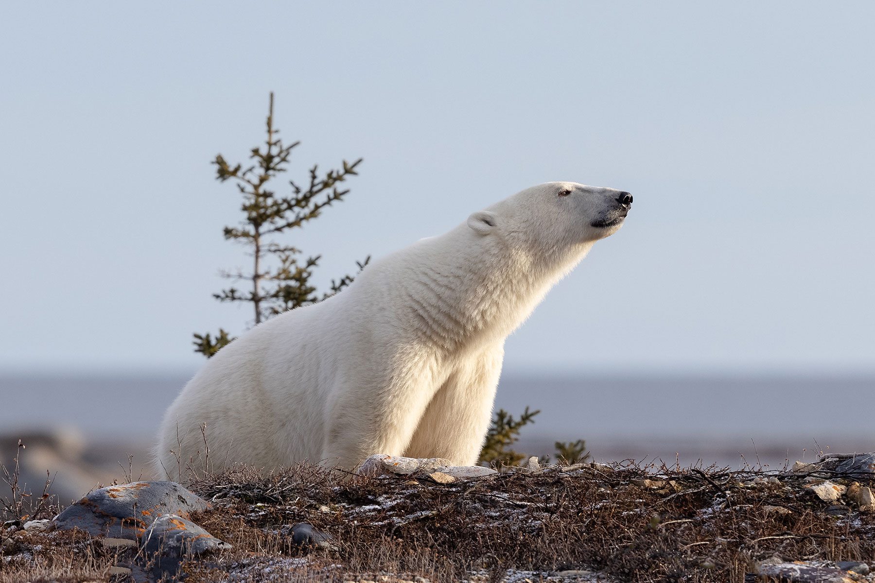 Polar Bear in Churchill, Manitoba, Canada