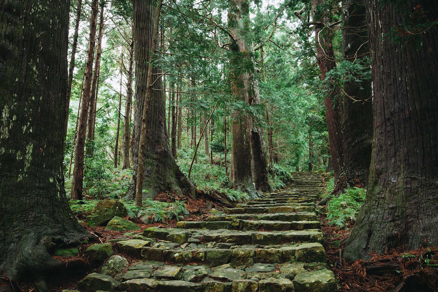 Stairs in Forest