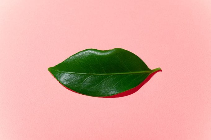 leaf in the shape of a mouth