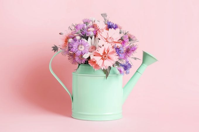 Flowers in a watering can on a pink background