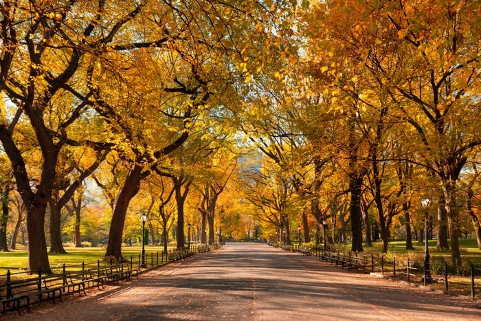 Poet's Walk promenade in Central Park in full autumn foliage colors in Manhattan, New York City