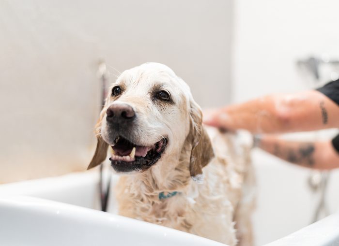 Happy dog in a bath while being cleaned