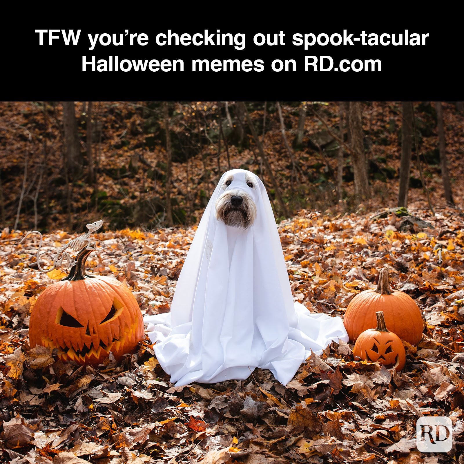 16 Reasons Halloween Is Still Awesome For People Who Hate Being Scared