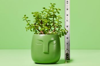 green planter shaped like a head with plant coming out the top; next to the planter is a measuring tape to see how high the plant growth is; green background