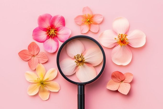 flowers and a magnifying glass on pink background; one flower is under the magnifying glass