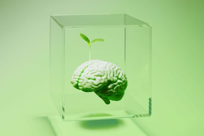 small Sprout Growing on green Model Of Human Brain In square glass Case on green background