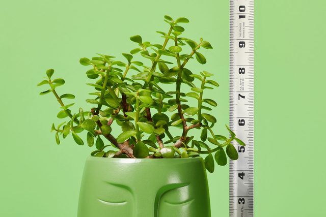 greenery coming out of a head-shaped planter, next to it is a white ruler to measure the height, green background