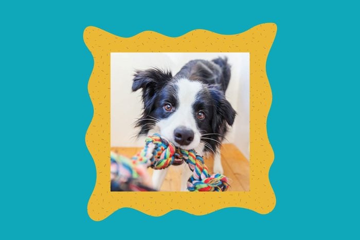 cute dog in stylized patterned frame on blue wall background