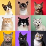 New Study: Cats Have 276 Facial Expressions
