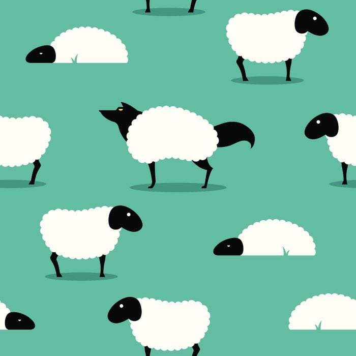 Wolf In Sheeps Clothing Concept With Vector Sheep Surrounding Wolf Indicating a Preconceived Notion