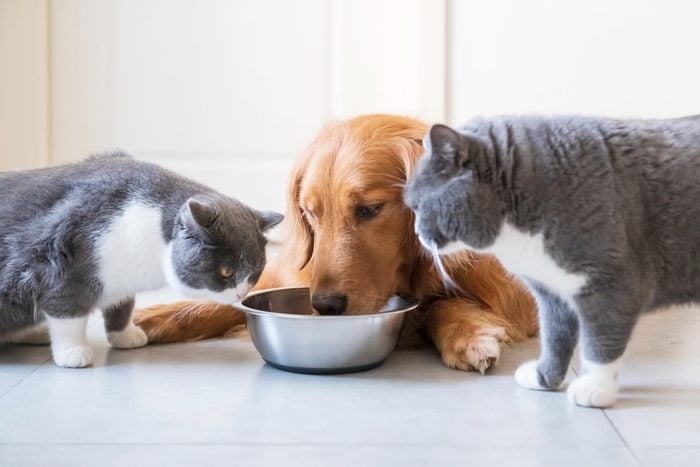 two cats trying to eat a dog's food