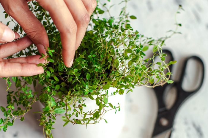 A Young Person Is Gardening Indoor and growing thyme