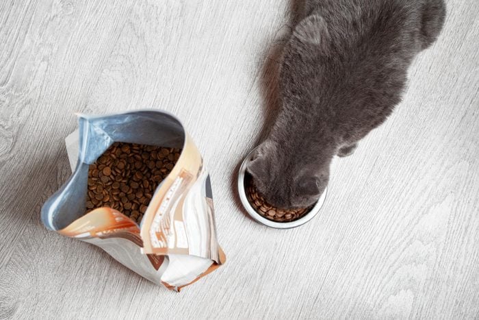cat eating food next to bag of cat food
