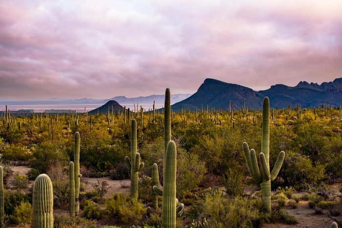 Colorful sky with mountains in the background and I desert full of saguaro cactus in the foreground