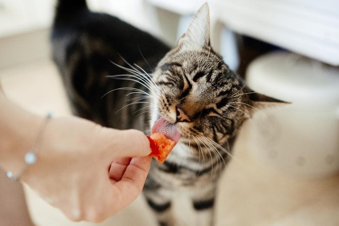 cat eating tiny slice of watermelon from human hand
