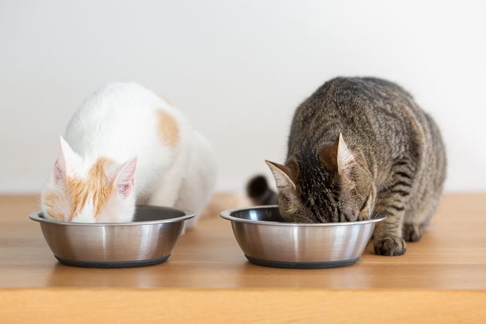 Two domesticated cats having a meal