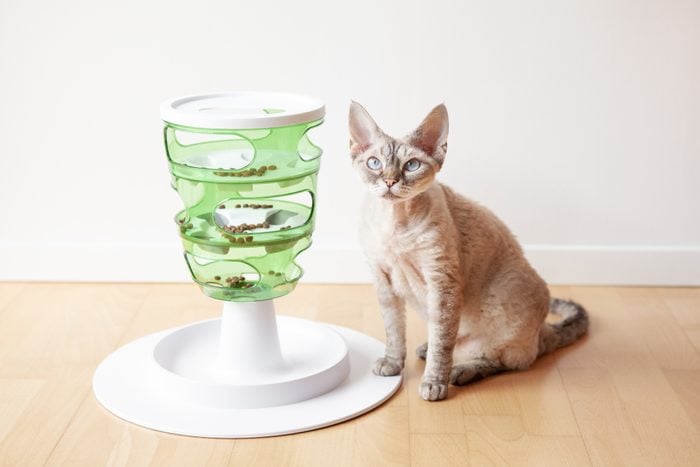 Curious Devon Rex cat is sitting close to its new mental challenging toy - green color tower for felines with 3 levels for slow feeding.