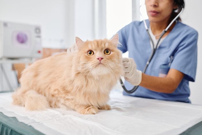 Doctor Checking Cats Health