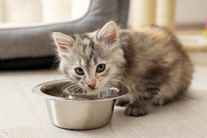 kitten with food bowl