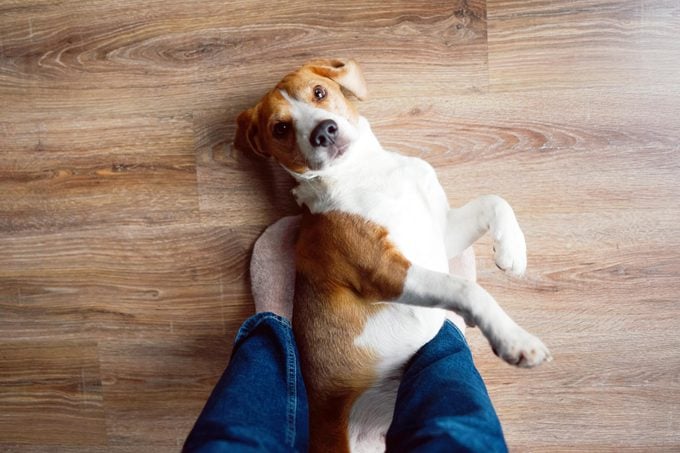 beagle dog lays on hardwood floor between person's feet