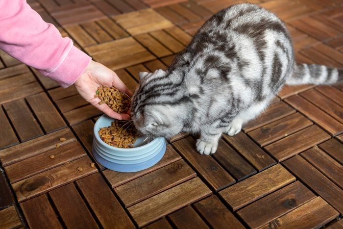 Owner feeding pet cat food at home