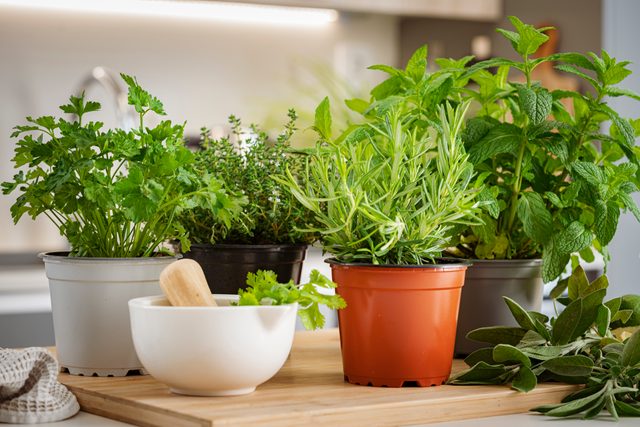 Potted culinary herbs on kitchen counter