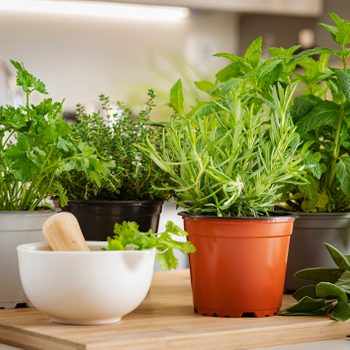 Potted culinary herbs on kitchen counter