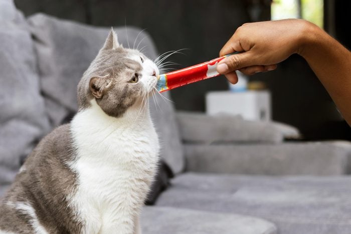 hand feeding a cat a yogurt treat