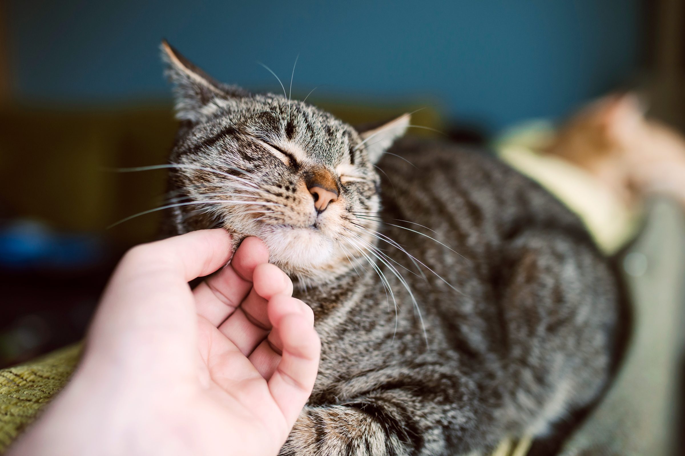 Why Do Cats Purr? 7 Reasons for This Behavior, According to Vets