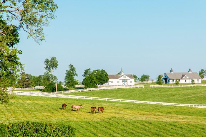 Green Pastures Of Horse Farms Horse Country Kentucky