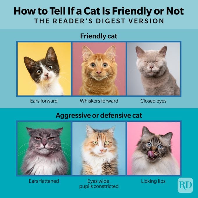 New Study Cats Have 276 Facial Expressions Infographic