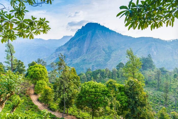 Tea Plantation And View Towards Ella's Rock Sri Lanka