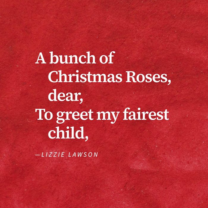 Except from poem "Christmas Roses" By Lizzie Lawson on a red watercolour background
