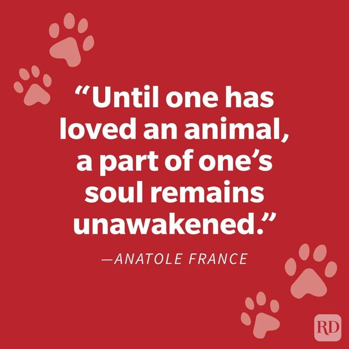 Comforting Pet Loss Quote To Help You Grieve Your Furry Friend Anatole France on red background with paw prints