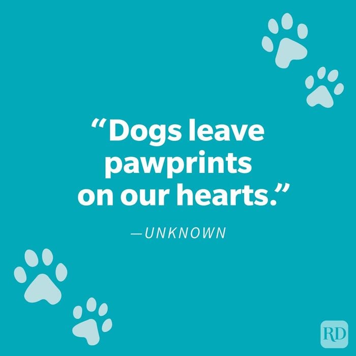 Comforting Pet Loss Quote To Help You Grieve Your Furry Friend Unknown on blue background with paw prints