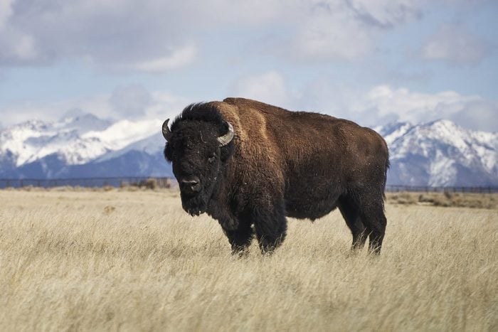 Portrait of American bison standing on grassy field against cloudy sky