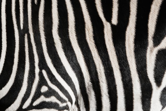 Zebra (Equus burchellii) close-up (Digital Enhancement)