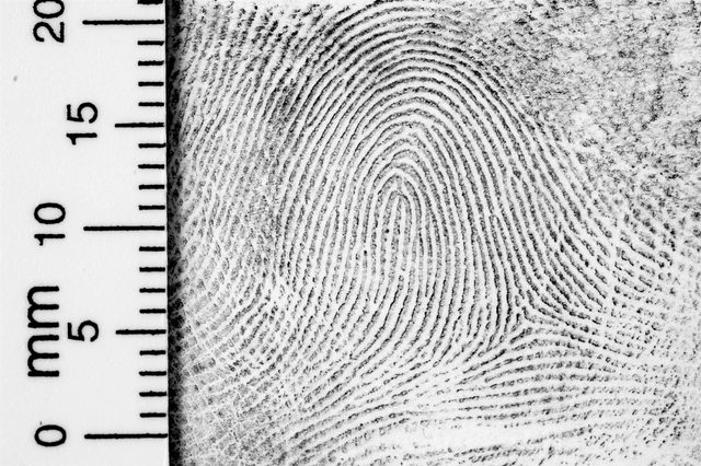 finger print pattern with ruler to the side