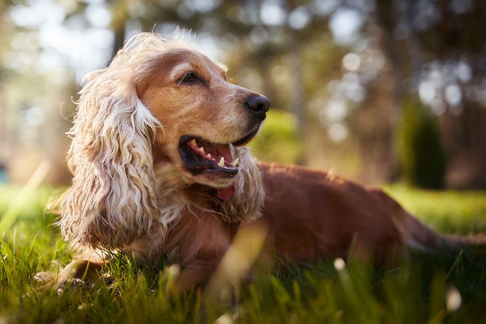 Close-up of cocker spaniel on field,Poland 
