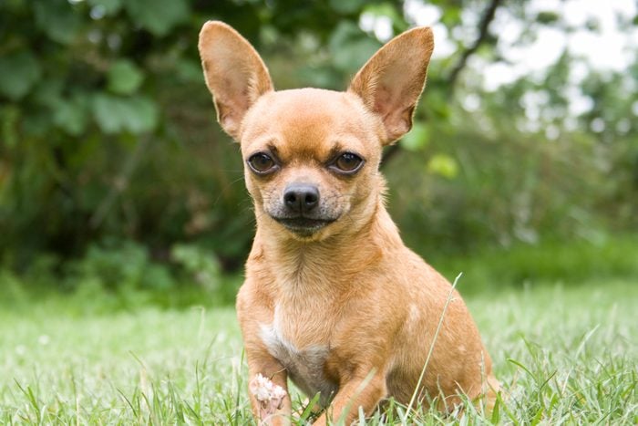 Close-up portrait of a chihuahua in the park