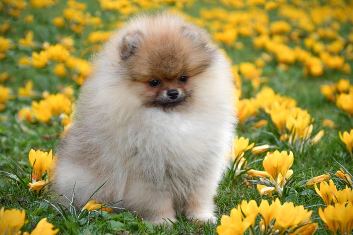 Pomeranian dog sitting among yellow flowers