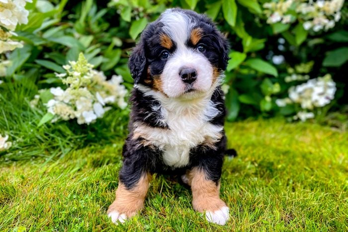 Bernese Mountain dog sitting on the grass
