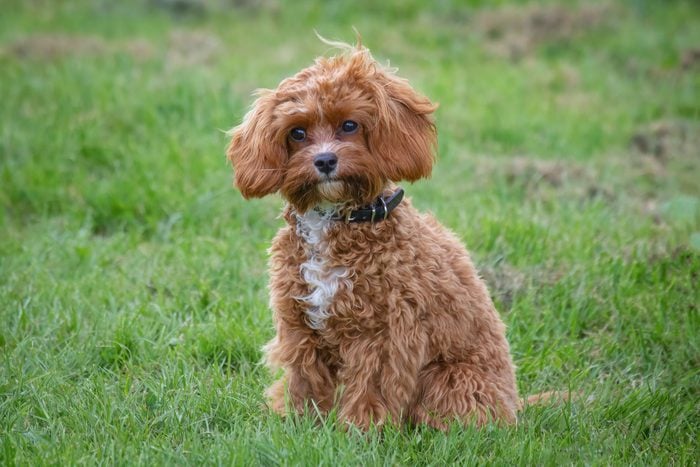 Cavapoo puppy sits on the grass