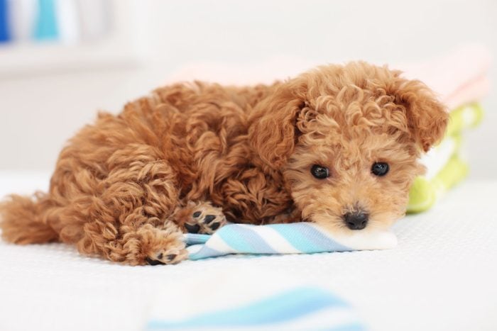 Poodle lying on a bed indoors